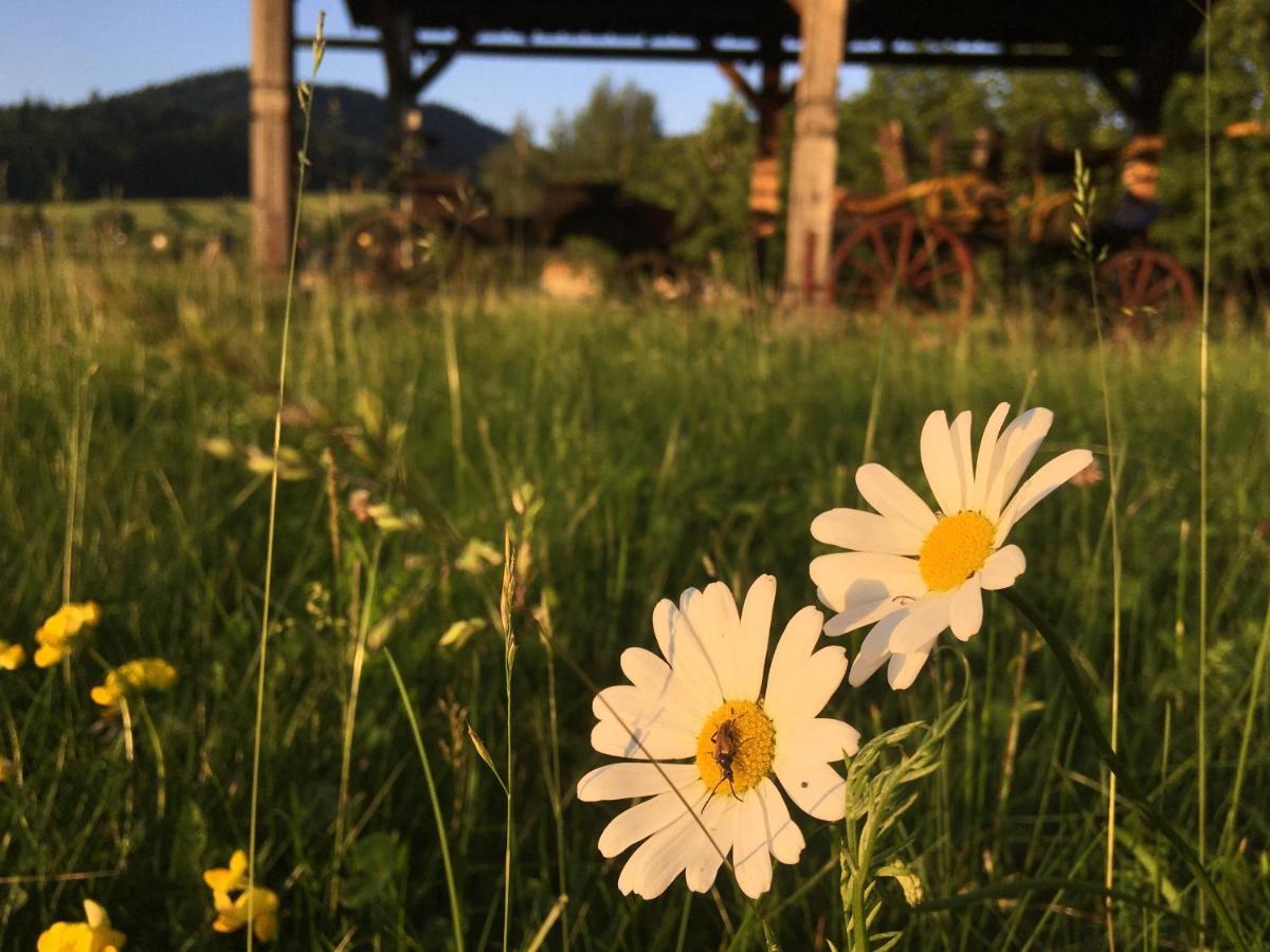 Hotel Penzion Roal Pieniny Spisska Stara Ves Esterno foto